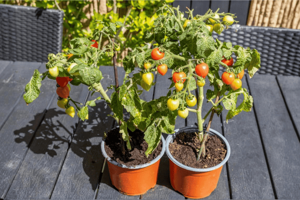 como plantar tomate em vaso