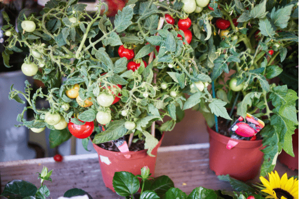 Cultivar Tomate Cereja em Vaso