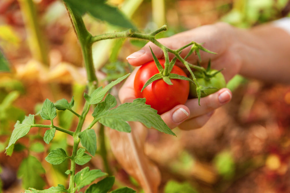 As Folhas do Tomateiro: Descubra os Segredos que Elas Revelam Sobre a Saúde da Sua Planta 3 Pe de tomate saudavel