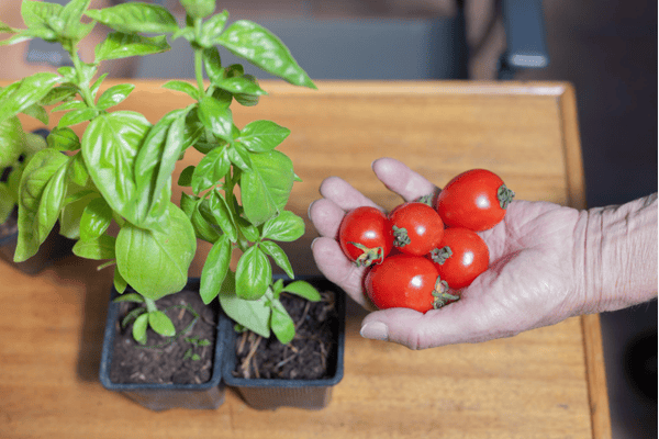 Plantacao de Tomate em Casa Do Broto do Pe de Tomate a Colheita