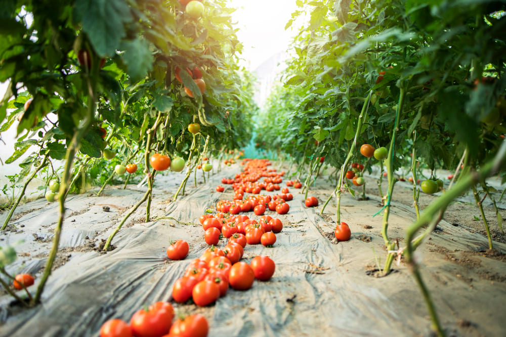 Qual o Tempo Certo para Colher Tomate Tudo Sobre o Ciclo do Tomate Caseiro