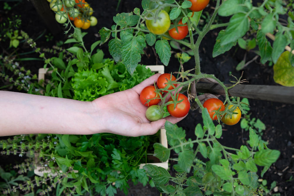 Tomate orgânico: Cultive Saúde e Sustentabilidade no Quintal de Casa