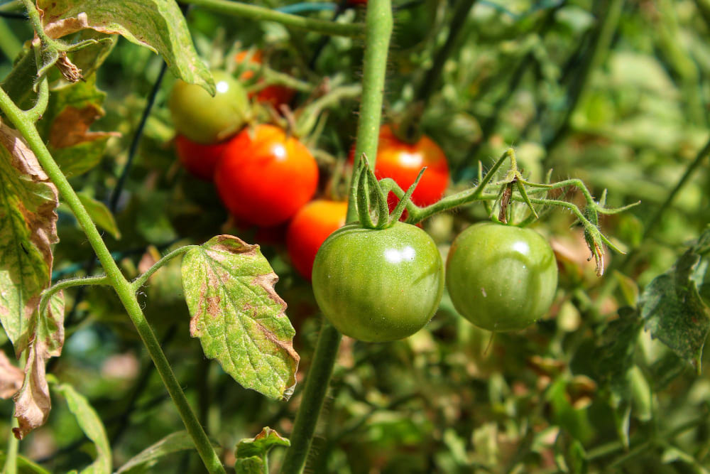 Aprenda a Criar sua Plantacao de Tomate Cereja