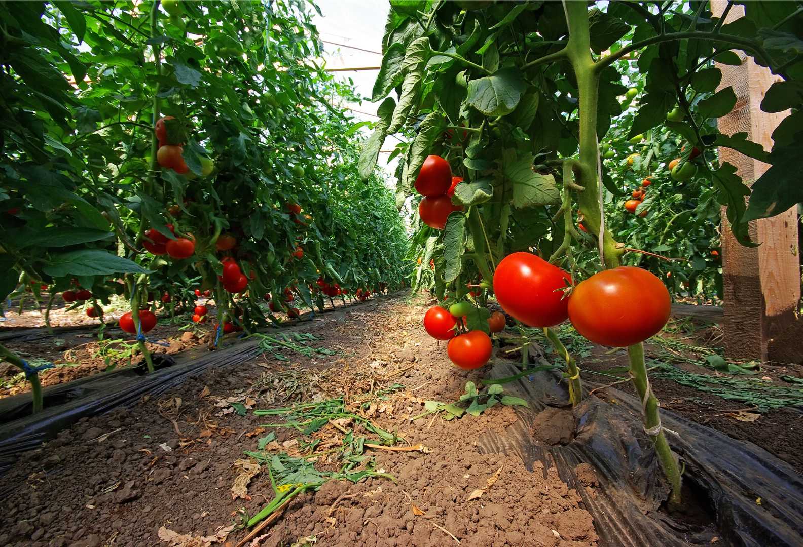 Como Plantar Tomate